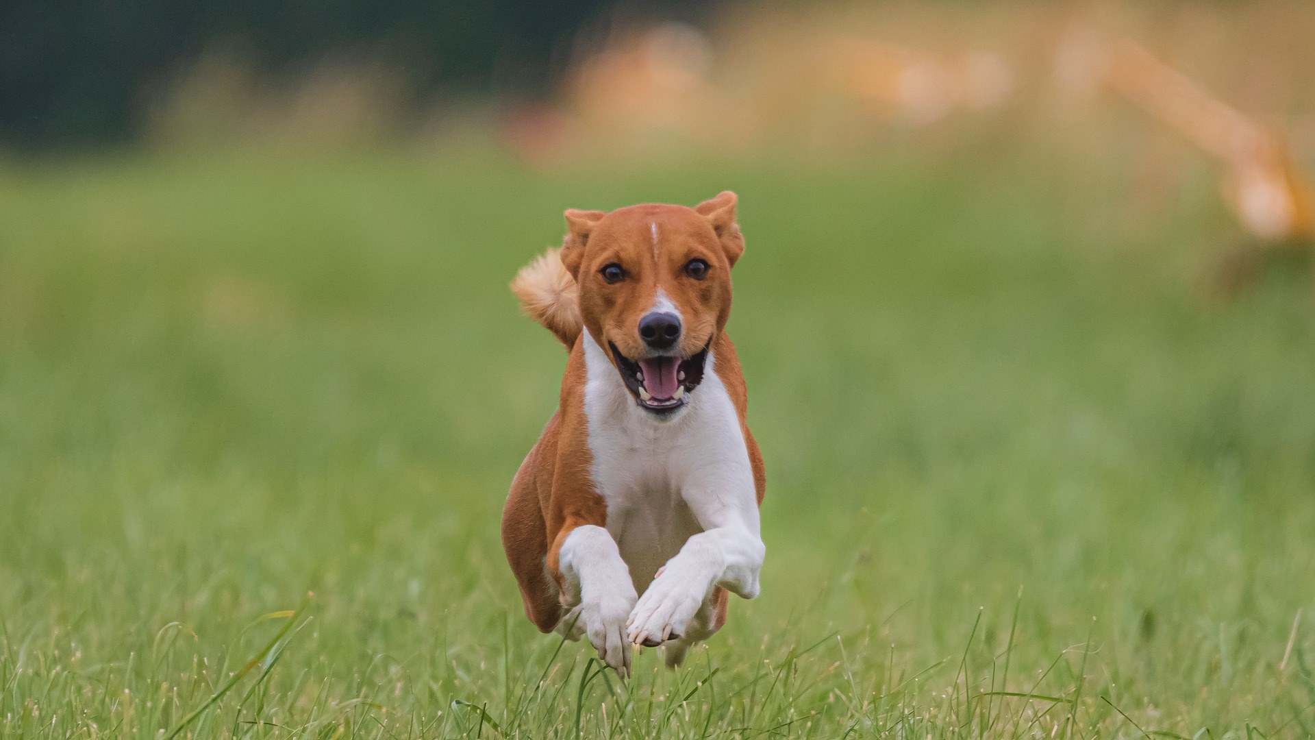 Assurance Pour Chien La Mondiale